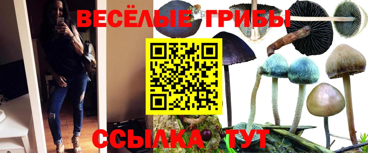Волхов  Галлюциногенные грибы прущие грибы  Вход с VPN 